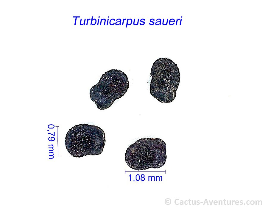 Turbinicarpus saueri 